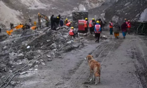 A dog searches for her puppies