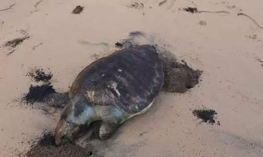 A dead turtle lying along the coast