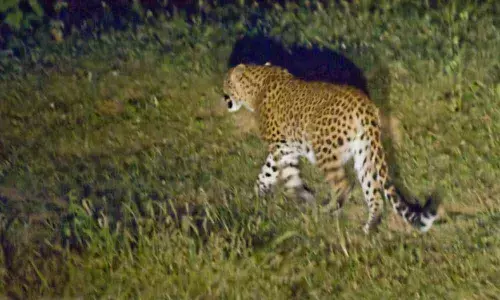 Hyderabad: Suspected movement of Leopard triggers panic in Rajendranagar