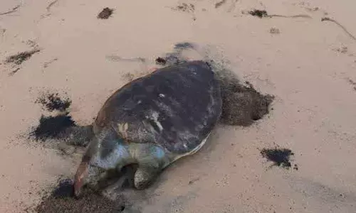 A dead turtle lying along the coast