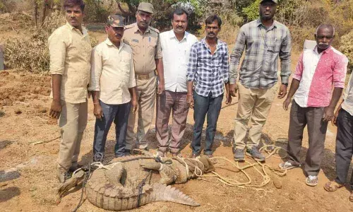 Crocodile strays into village