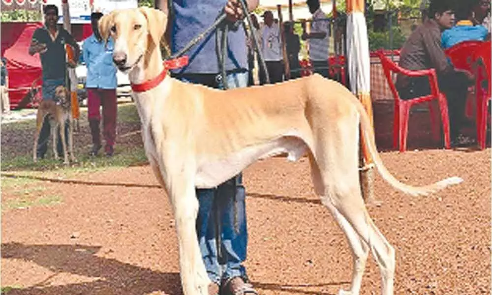 IAF inducts Karnataka’s Mudhol hounds to scare away birds from runways