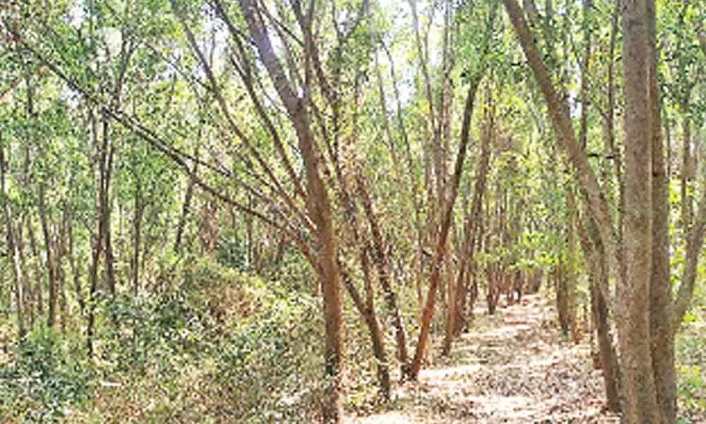Govt bows to public pressure, puts on hold tree park project