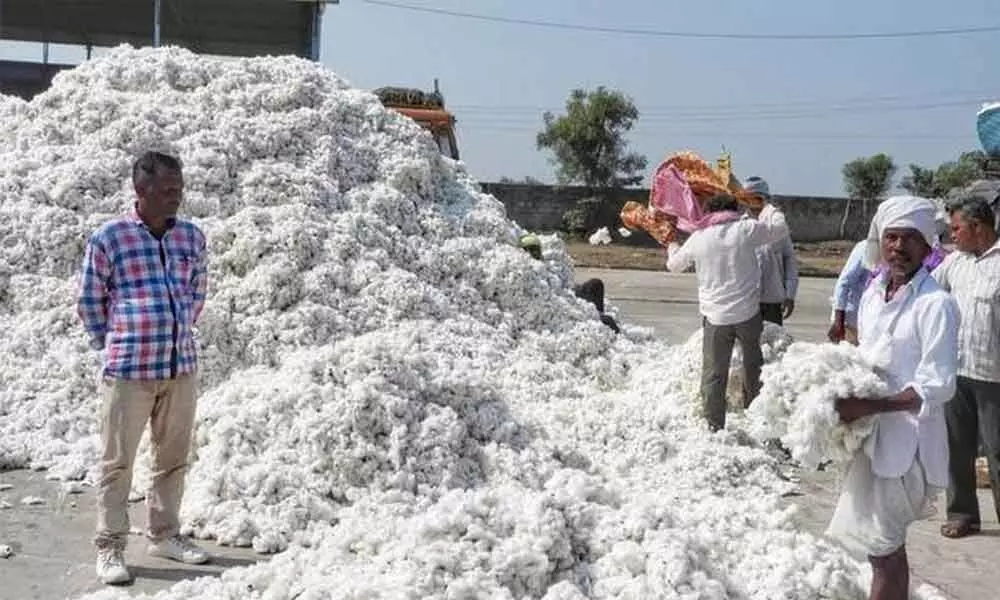 Traders placate farmers with huge cotton purchase