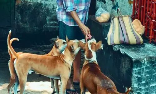 Mysuru Man booked for sexually abusing street dog