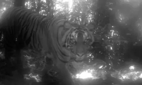 For representational purpose