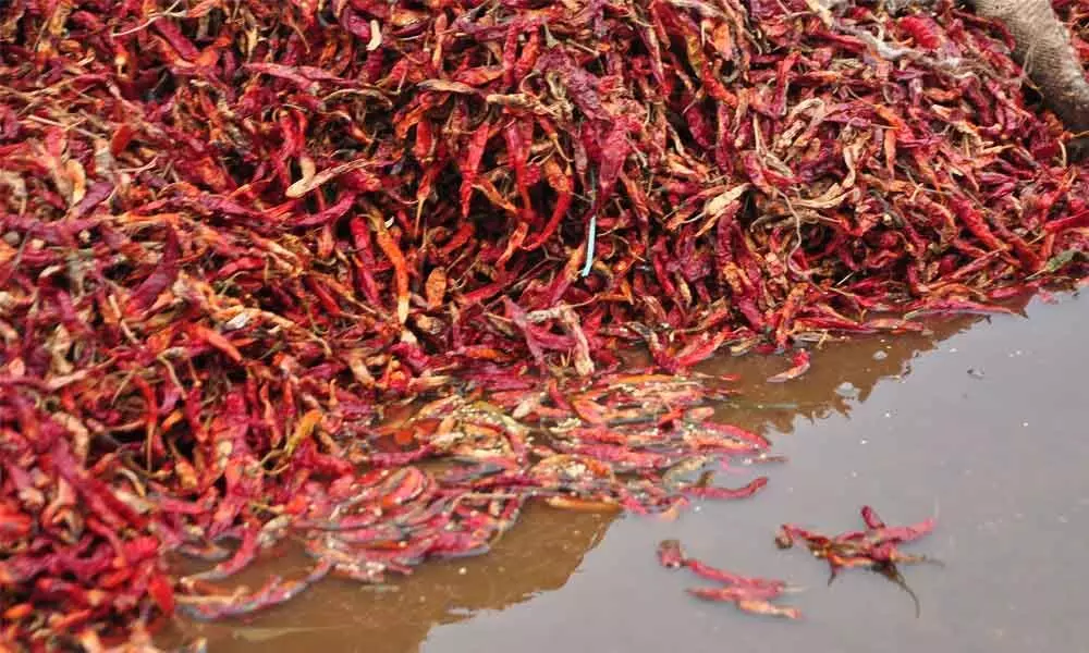 Untimely rain damages red chilli stocks in Guntur Mirchi Yard
