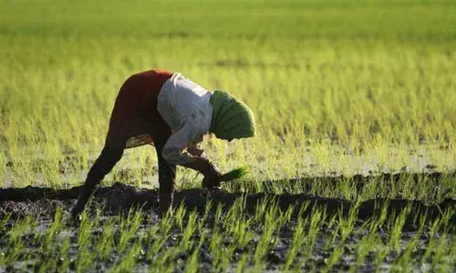 Will Direct Seeding of Rice lessen water burden on Telangana?