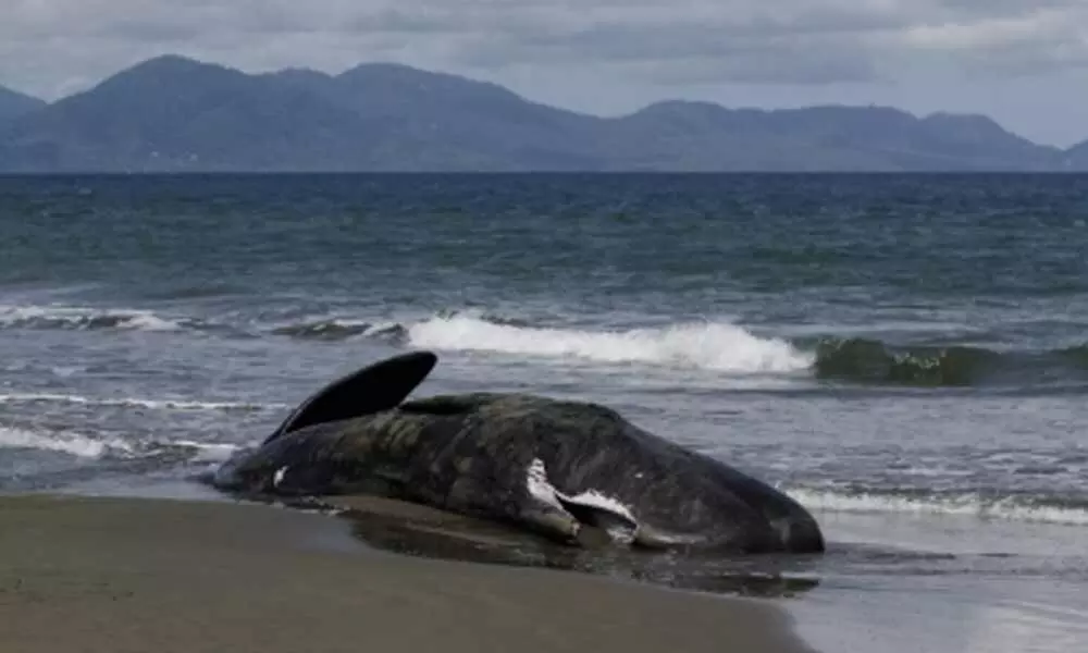 52 short-finned pilot whales found dead on Indonesian beach