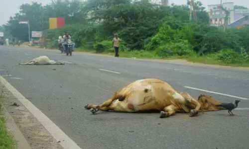 Get ready to pay hefty for throwing animal carcass on roads