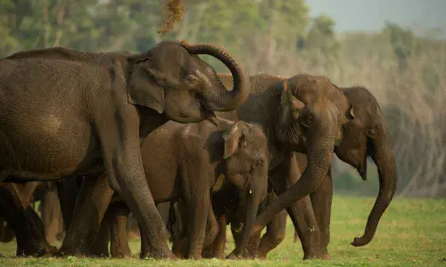 Wildlife SOS, RTSOI come together to check animal cruelty