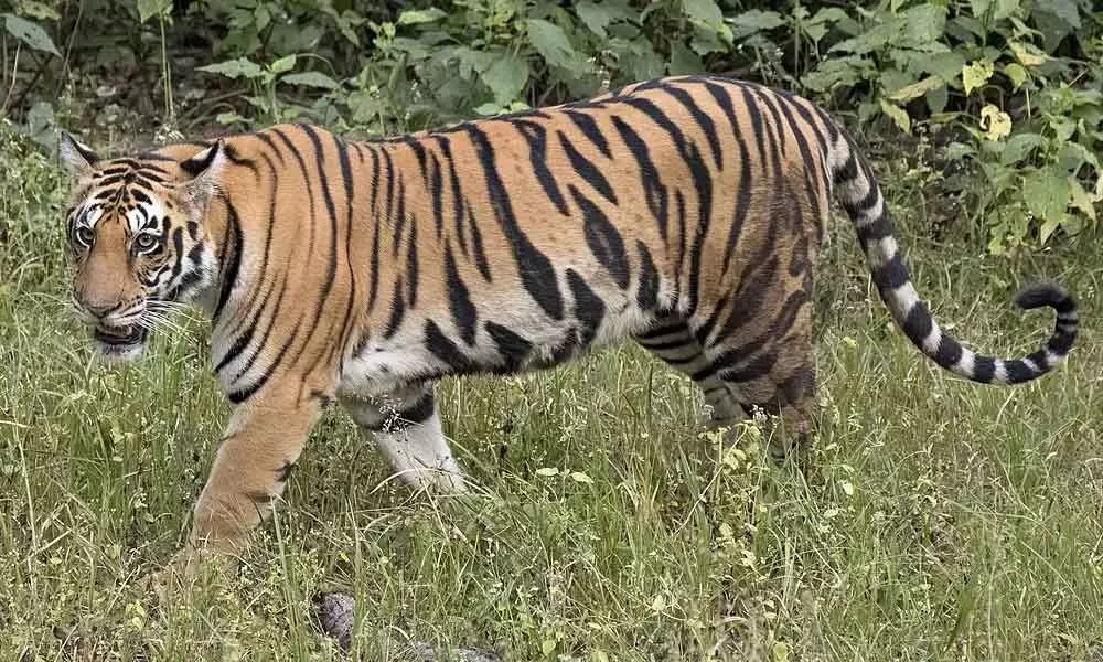 Kodagu villagers in panic as tiger kills woman, boy in 24 hours