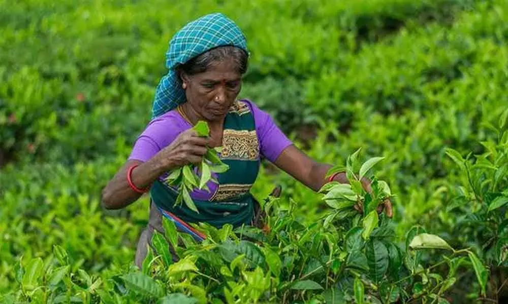 Tea exports set for a steady rise