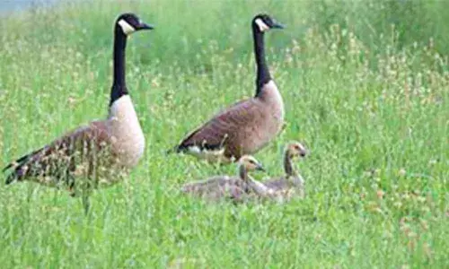 How important are migratory birds in an era of climate change