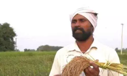 The rice that needs no cooking