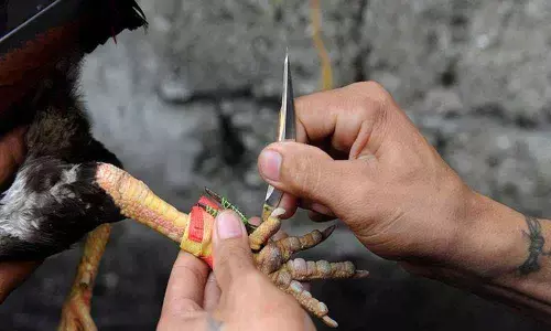 Man dies after being injured by rooster knife in Jagtial