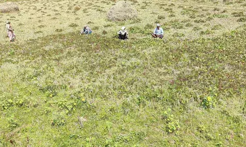 Adverse climatic conditions badly hit yields of ID crops