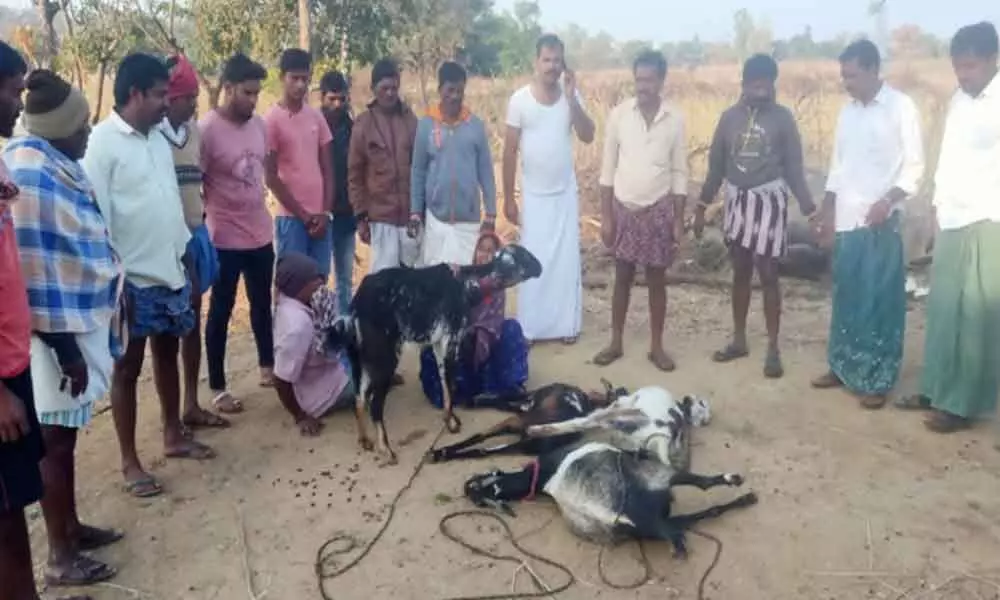 Leopard creates panic in Vikarabad, kills four goats
