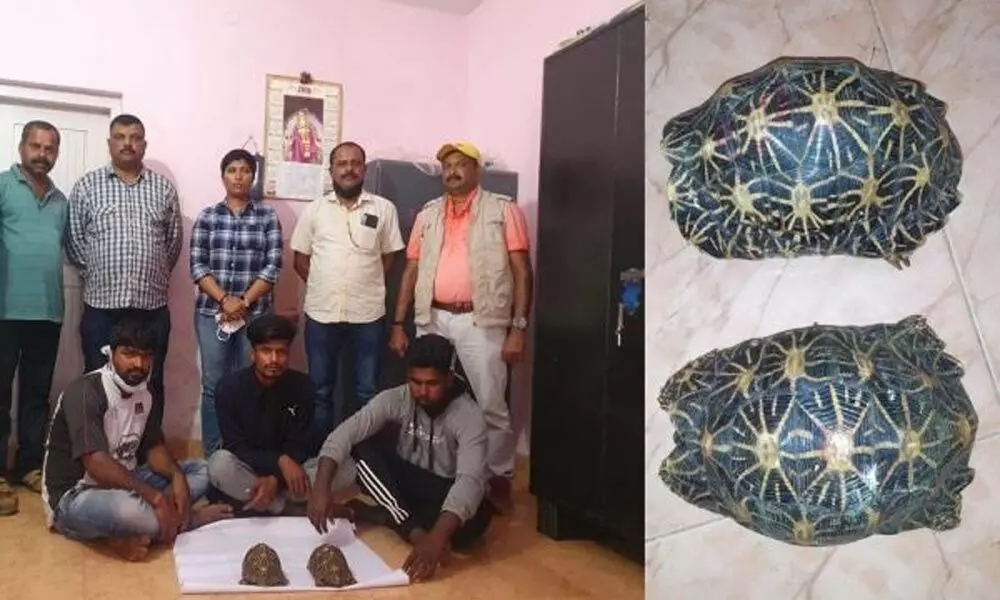 3 held for trying to sell star tortoises for Rs 50 lakh