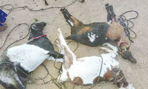 Cheetah preyed on four goats