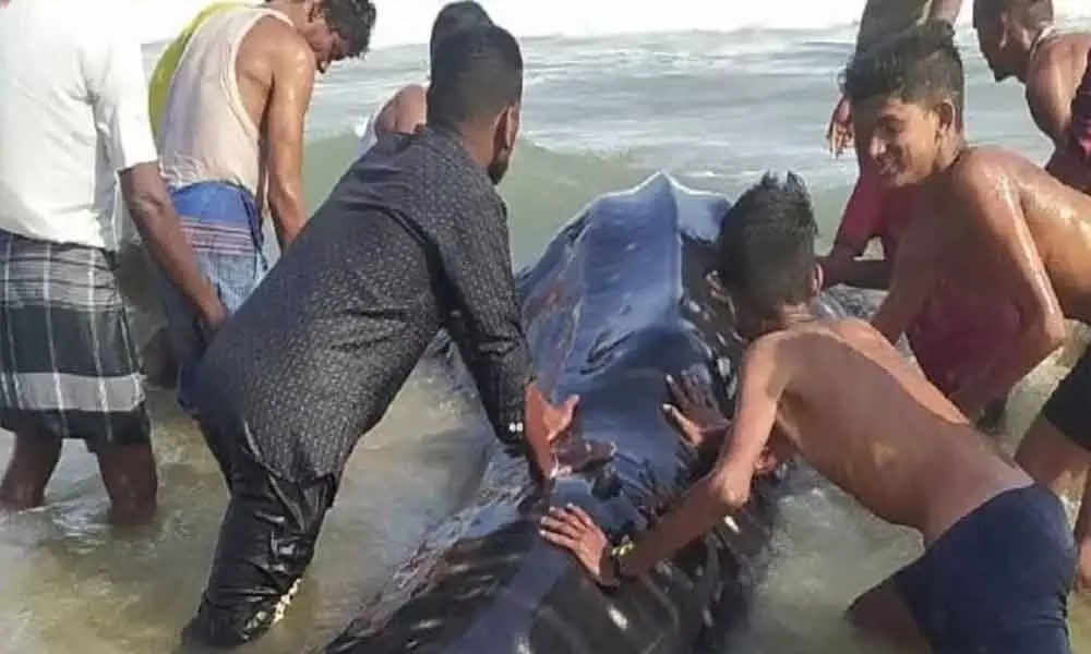15-Feet Whale Shark Released Into The Deep Sea In Odisha
