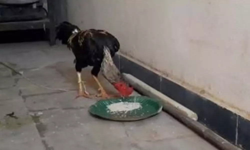 Rooster at Gollapalli police station