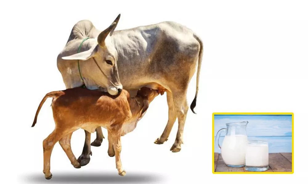 Higher fuel costs to drive up milk prices