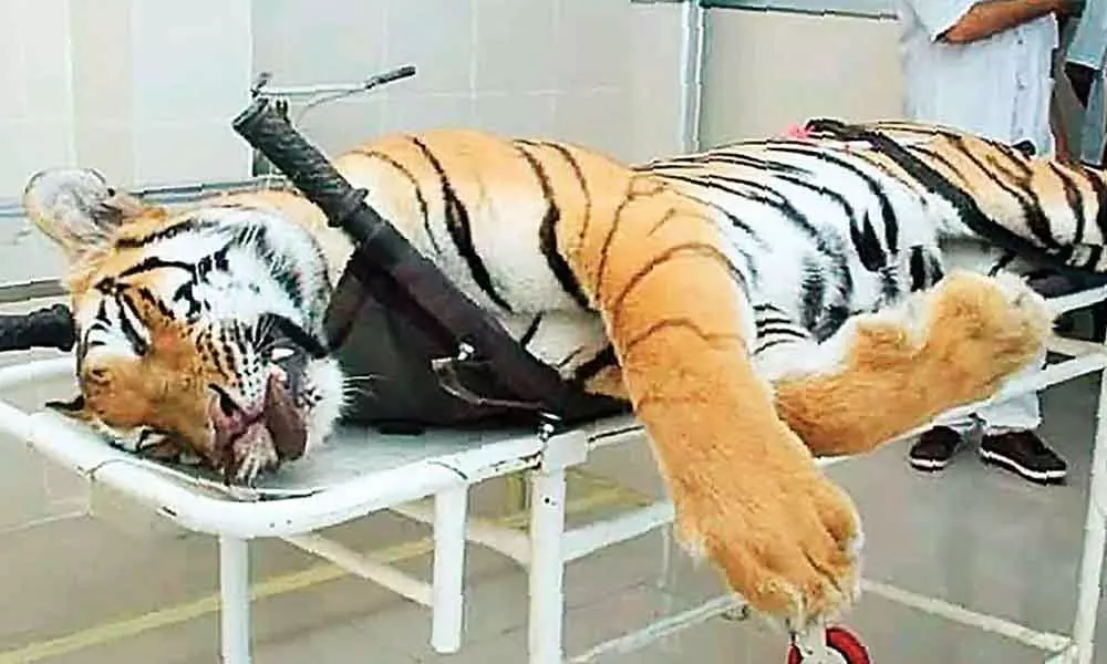 Court approved tigress Avni’s killing, says SC; clears official