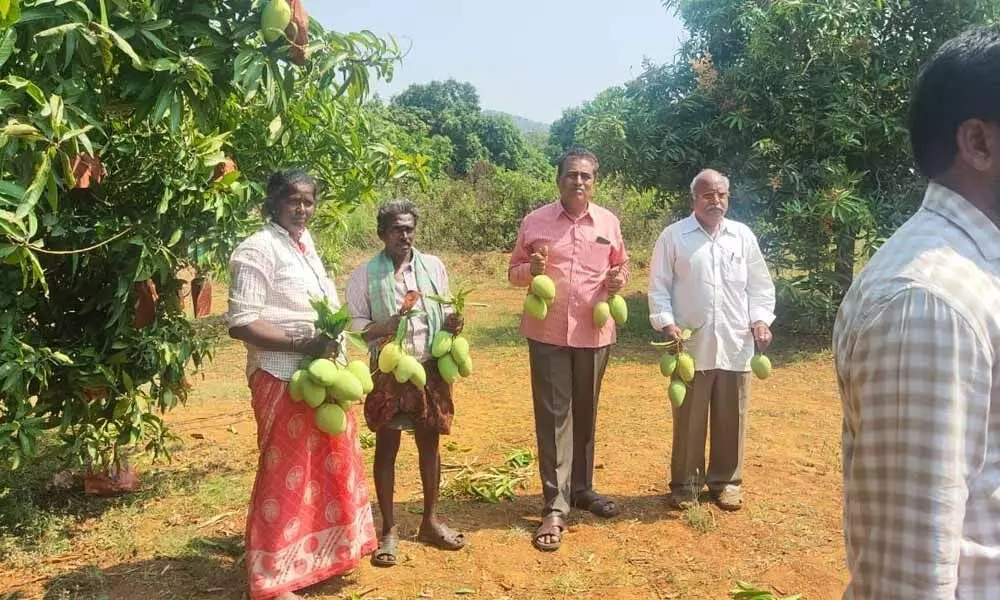 Horticulture Assistant Director B Dayakar Babu and others with harvested mangoes at Reddikunta village of Reddigudem mandal in Krishna district