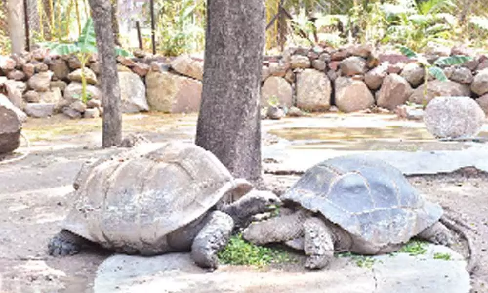 Family adopts giant tortoise at zoo