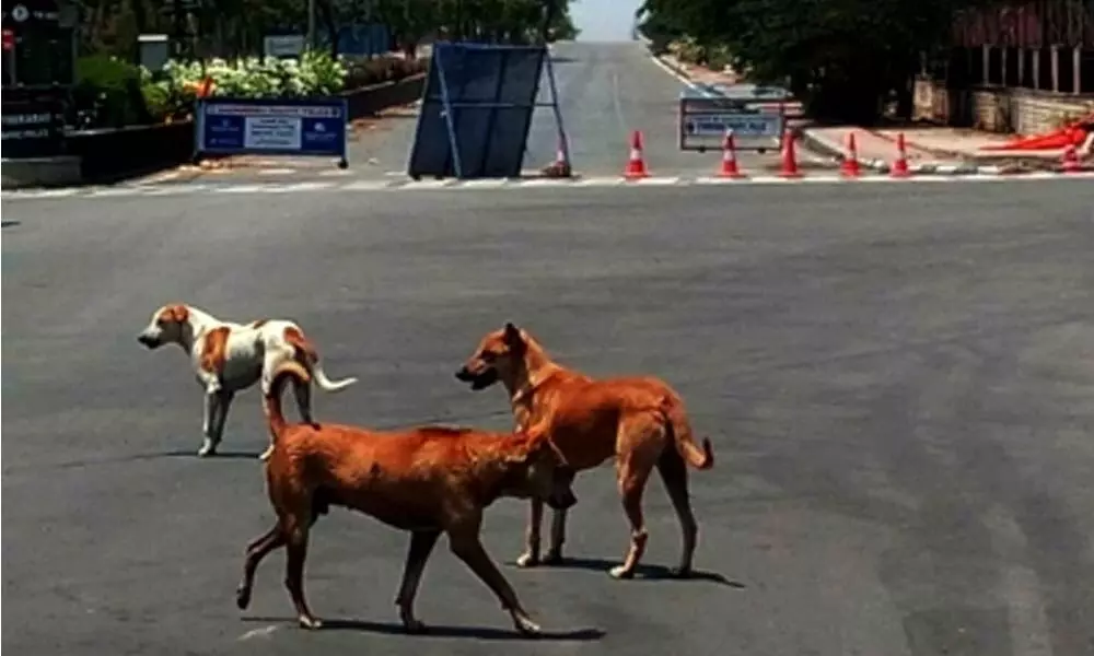 Gurugram family held hostage for feeding stray dogs