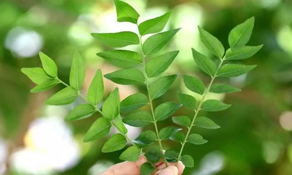Curry leaves, Wonder herb in your kitchen can help you get Flawless skin