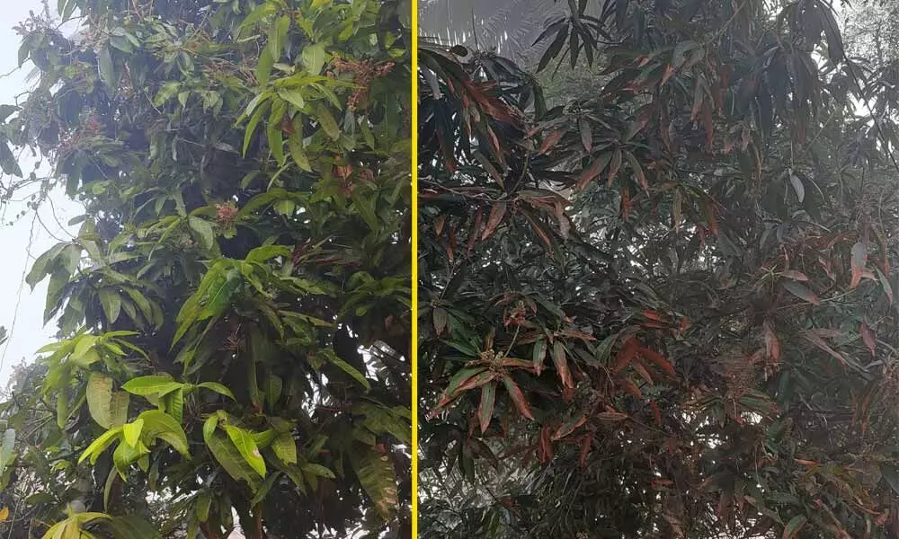 Mango crop damaged at flowering stage due to thick mist at Ragolu in Srikakulam rural mandal