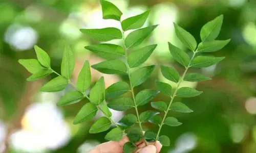 Curry leaves, Wonder herb in your kitchen can help you get Flawless skin
