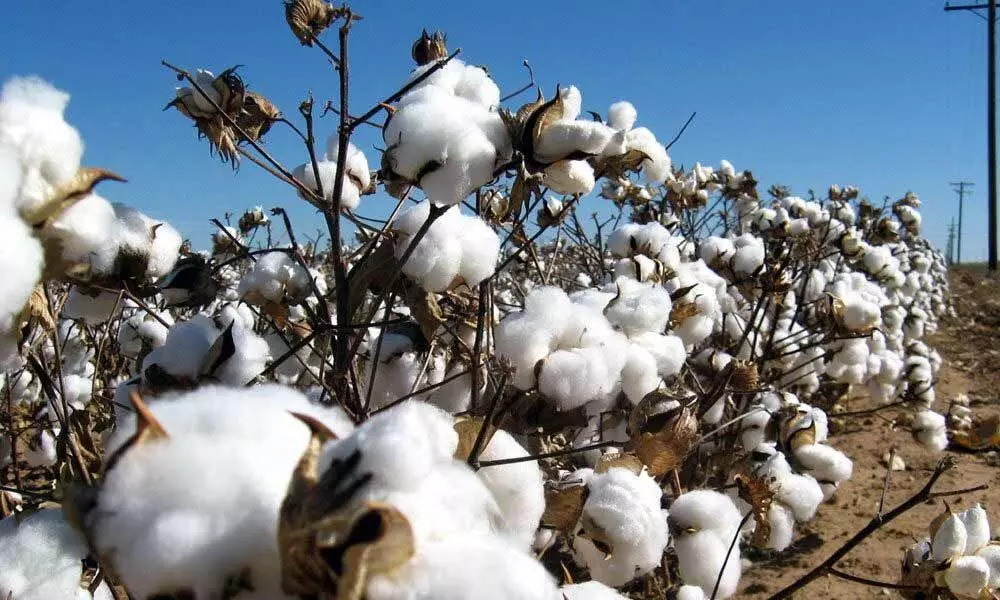 Pakistan likely to import cotton from India