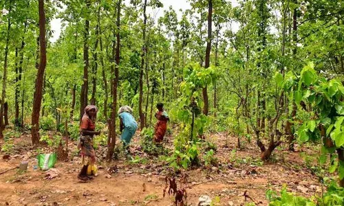 ICRISAT to help tribals sustain natural resources