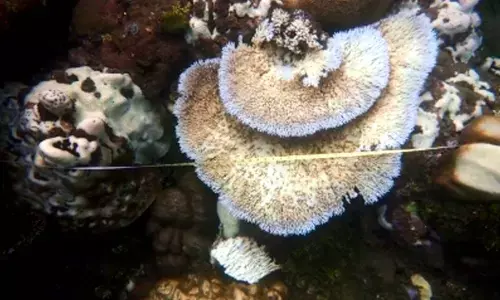 Coral reefs in Solomon Islands hit by bleaching