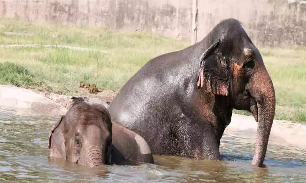 Hyderabad: Helping zoo animals beat summer heat