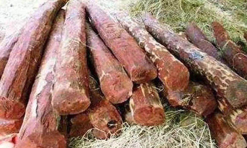 Task force seizes 20 red sanders logs