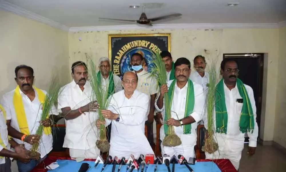 TDP politburo member and Rajamahendravaram Rural MLA Gorantla Butchaiah Choudary and party general secretary Ganni Krishna show the damaged paddy saplings at a pressmeet in Rajamahendravaram on Saturday