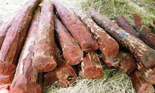 Task force seizes 20 red sanders logs