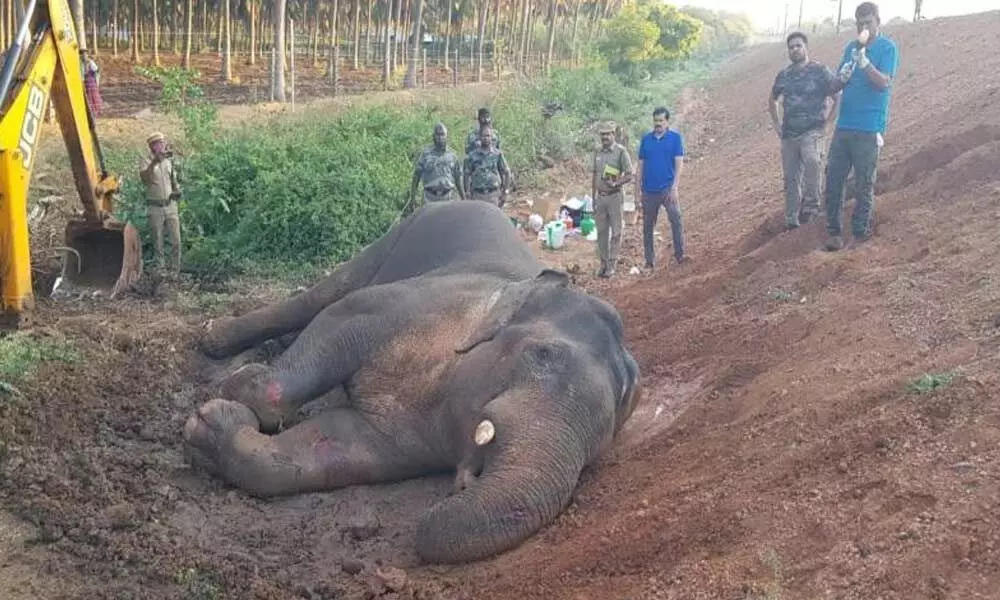 Elephant injured after hit by train in Tamil Nadu