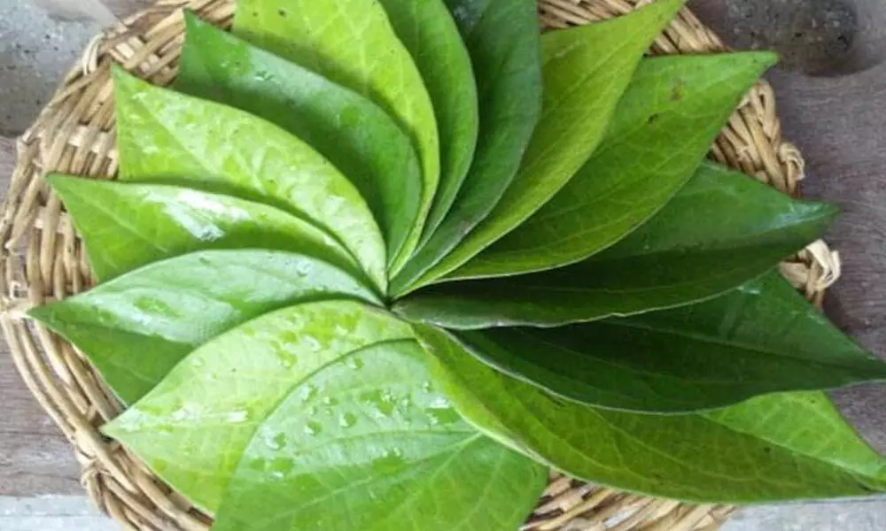 Betel Leaves Health Benefits and Tips