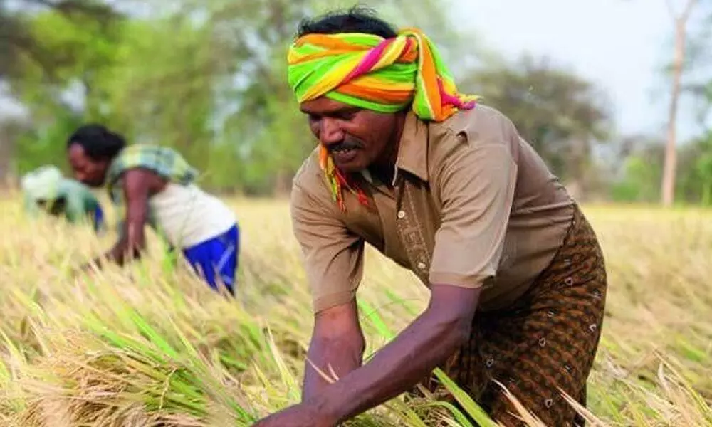 How India’s rice yield can adapt to climate change challenges