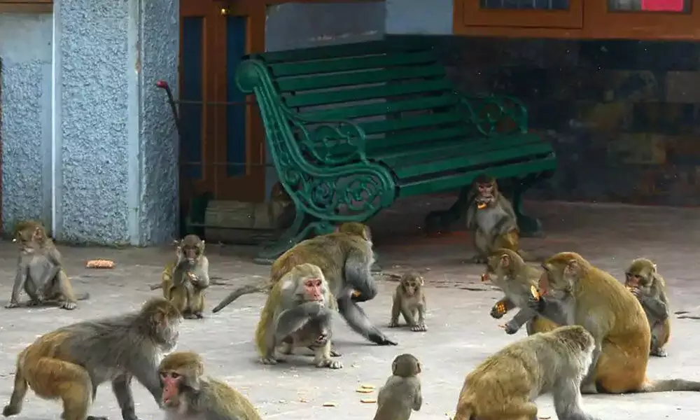 Karnataka government plans sterilisation drive to tackle monkey menace