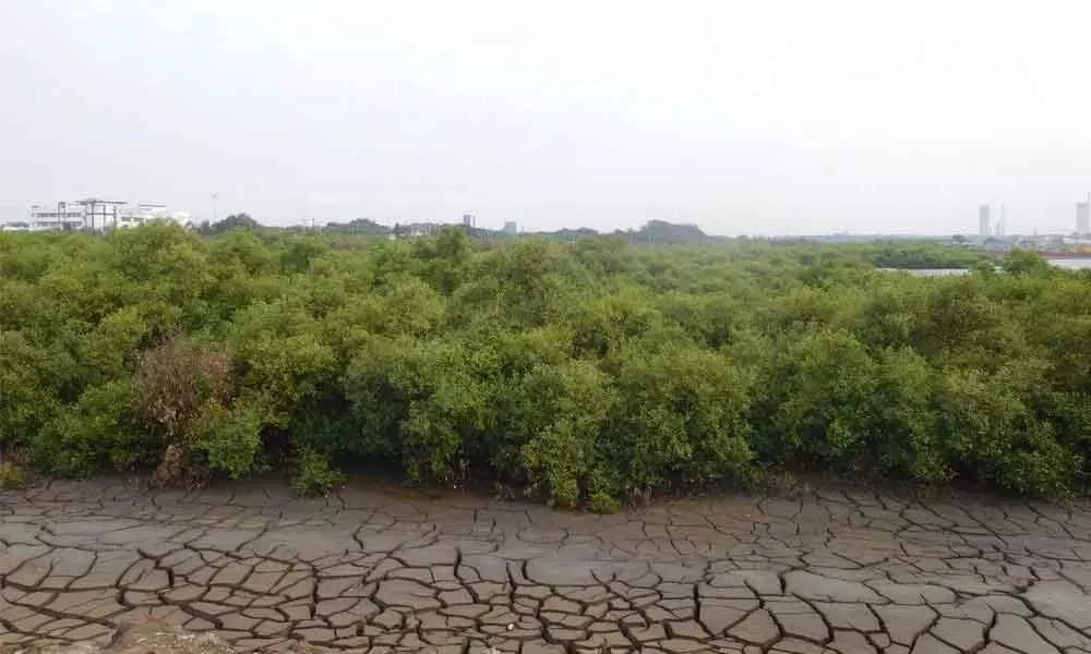 Mangroves in Kakinada (file photo)