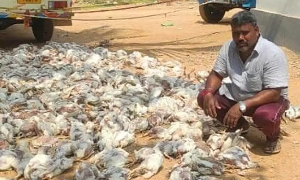Tirupataiah showing the dead chicken in Remaddula village on Sunday