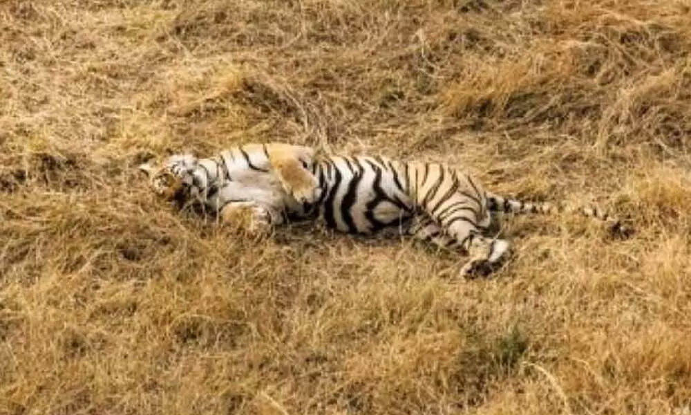 Tiger Found Dead In Dudhwa Tiger Reserve In Uttar Pradesh