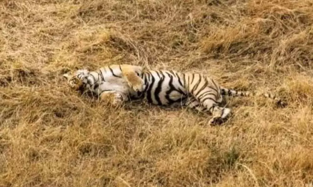 Tiger found dead in Dudhwa Tiger Reserve in Uttar Pradesh