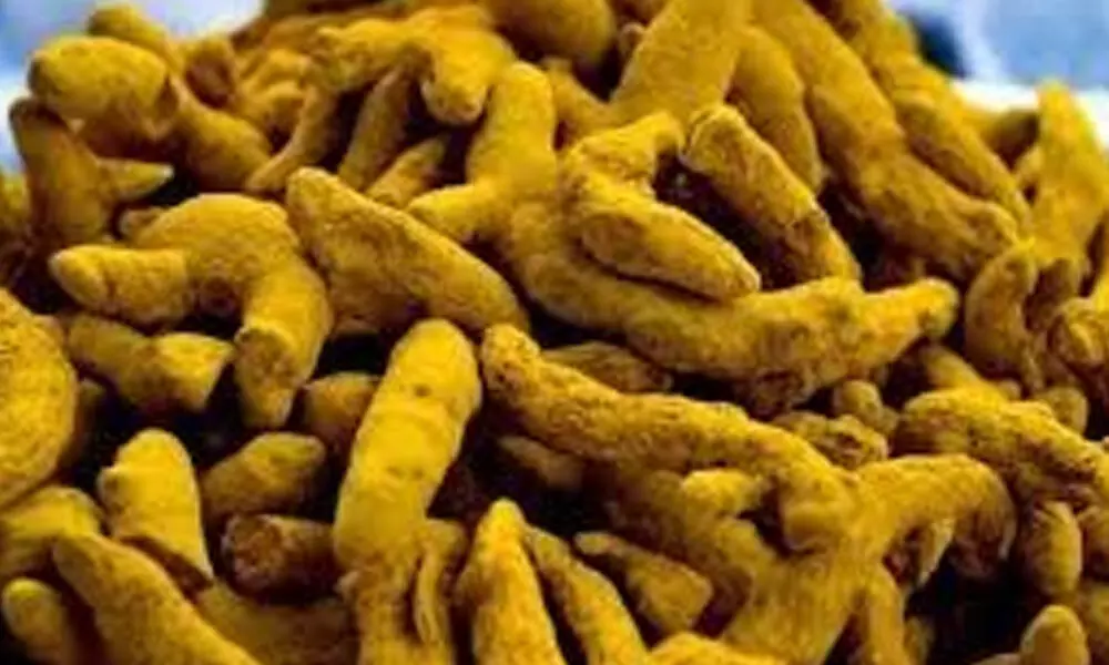 Low yield of turmeric may fetch good price to farmers
